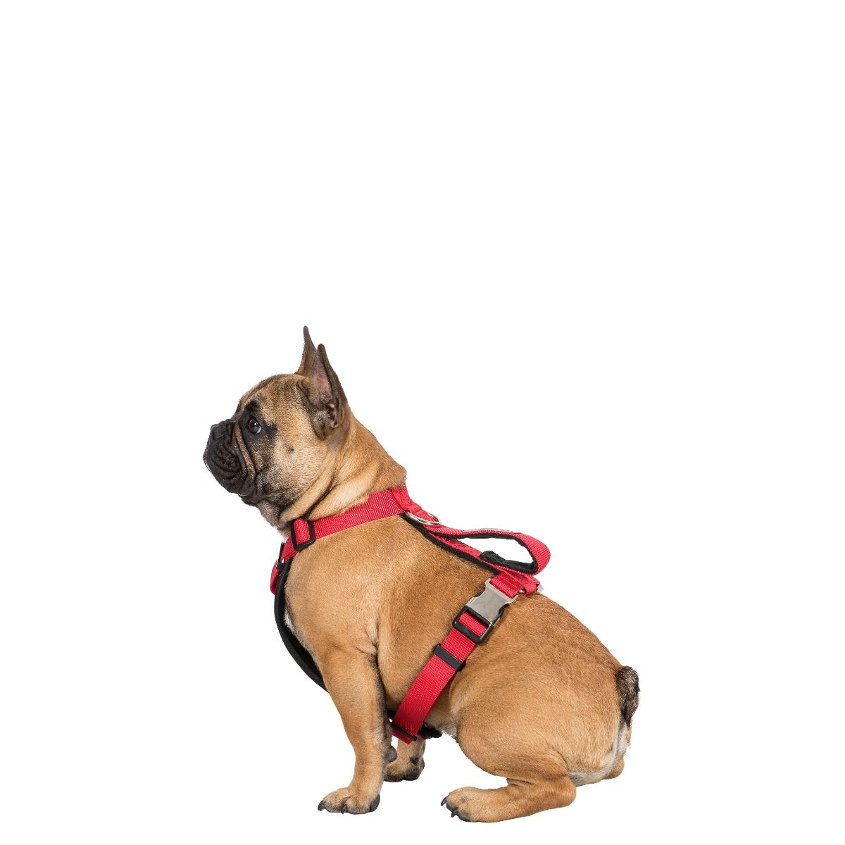 Tanked S/m Reflective Dog Harness