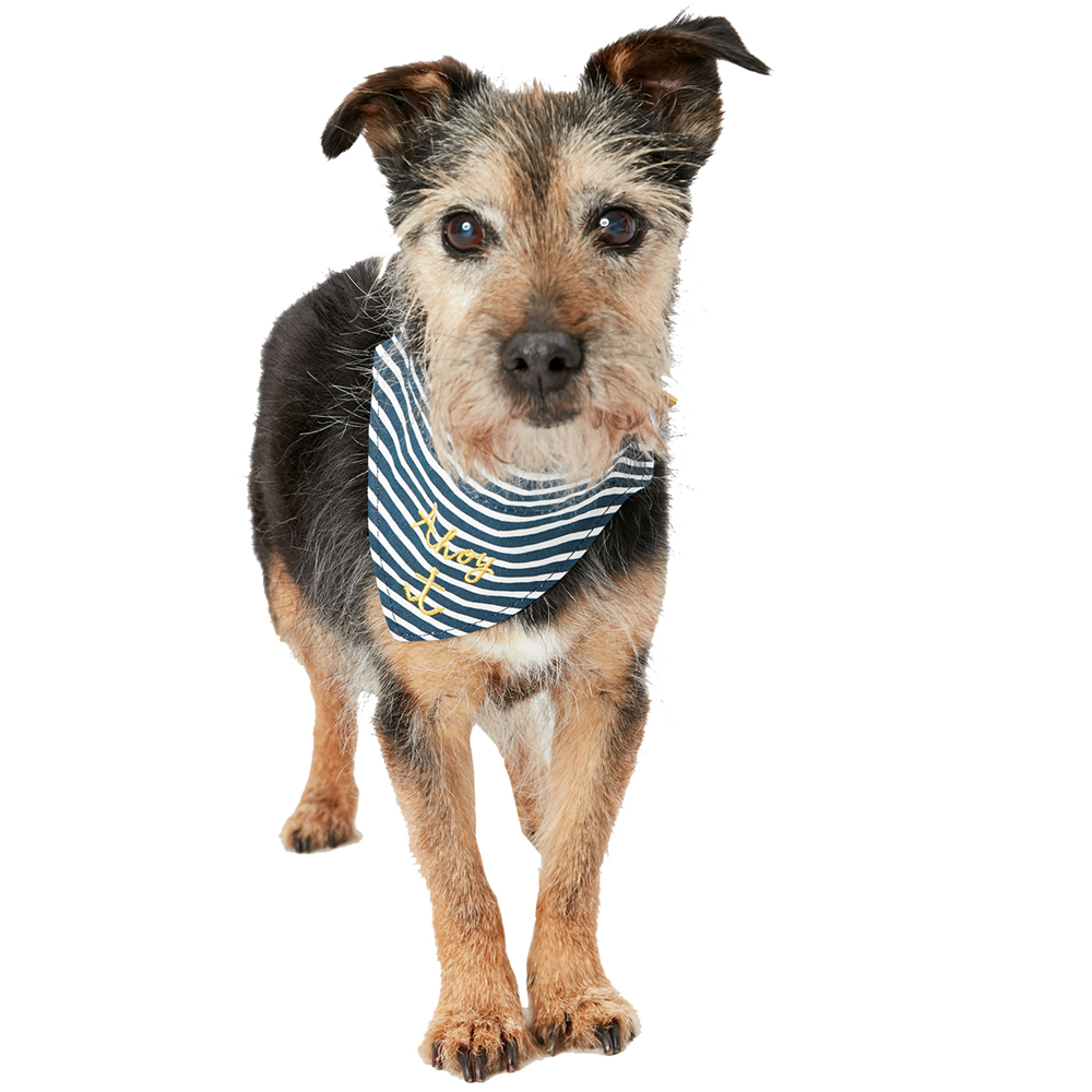 Joules Dog Nautical Durable Collar And Neckerchief Medium- 14-18  (35-48cm)